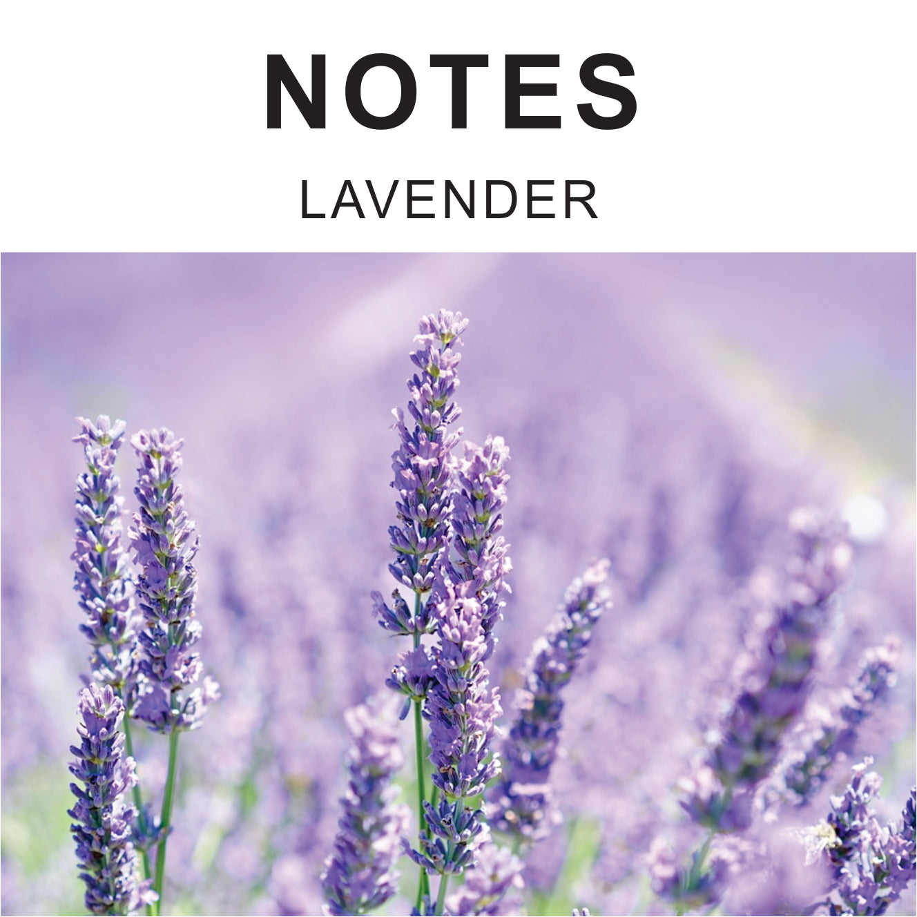 GLACIER 50ml Perfume | Fresh Perfume For Men