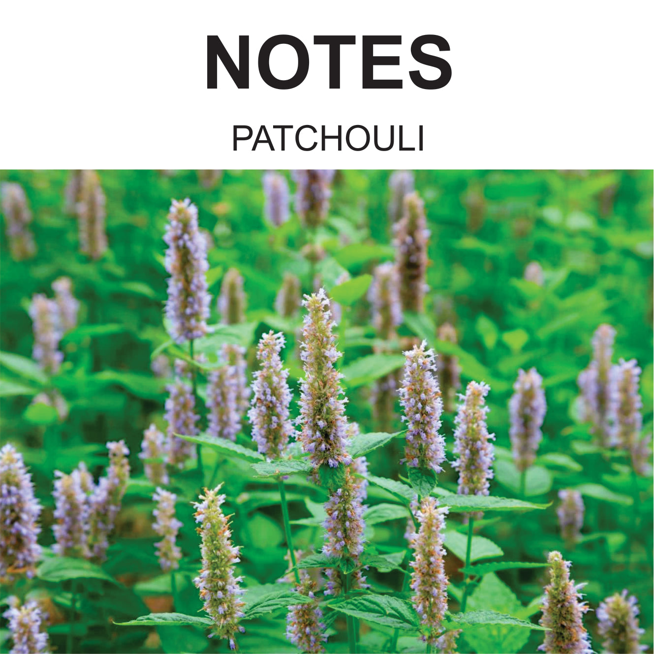 JAZZAB Perfume for Men - 50 ml