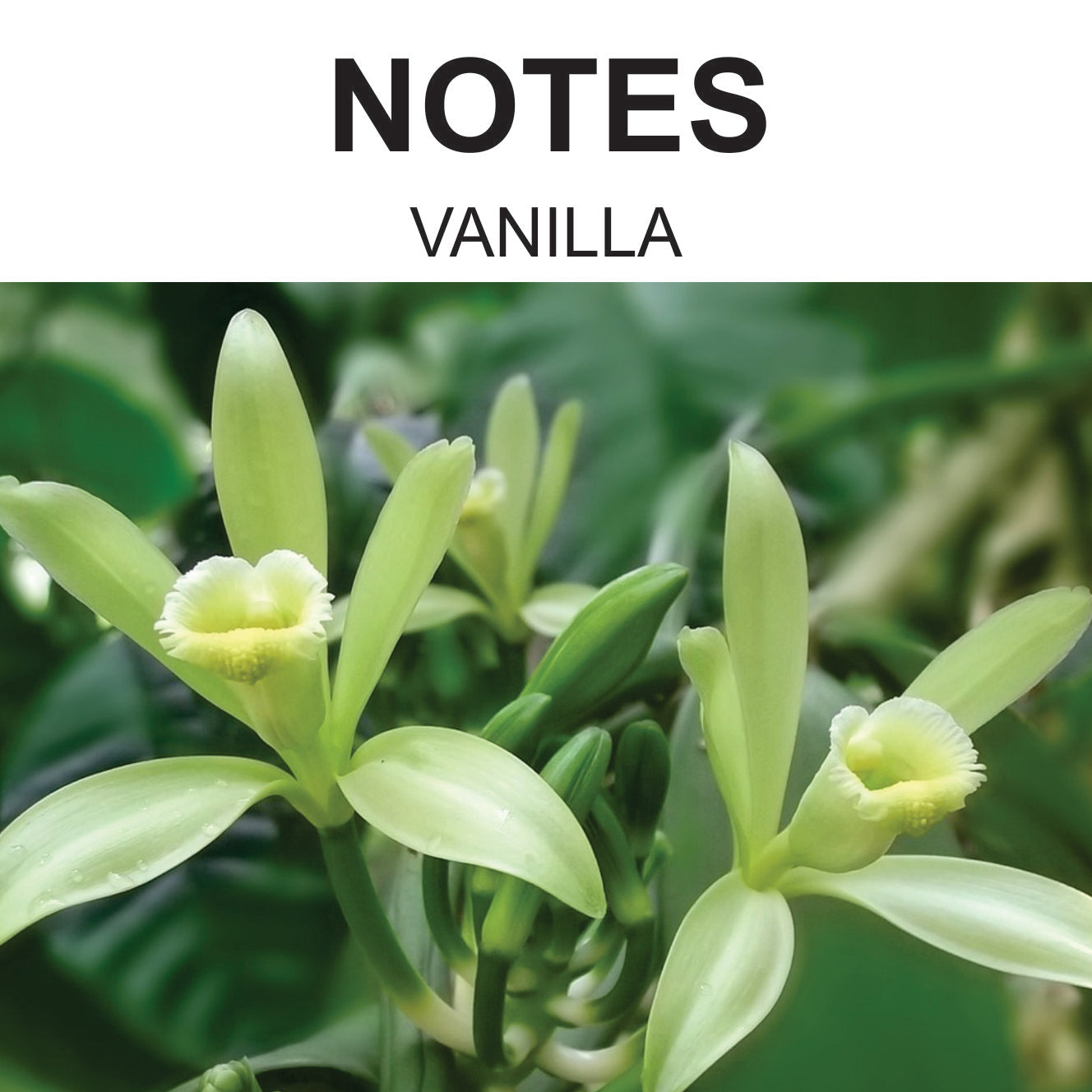 HAMZA - 50ml Perfume